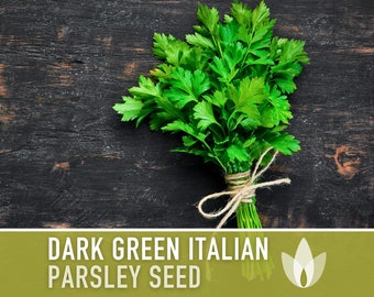 Dark Green Italian Parsley Herb Heirloom Seeds