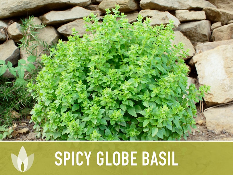 Spicy Globe Basil Seeds Dwarf Basil Greek Basil Heirloom Etsy
