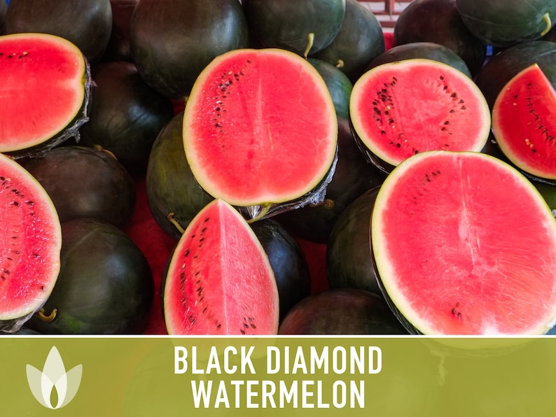 Black Diamond Watermelon Heirloom Seeds Etsy
