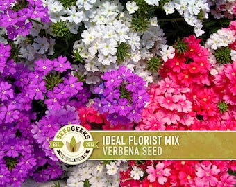 Verbena Seeds, Ideal Florist Mix, Heirloom Flower (100 Seeds)
