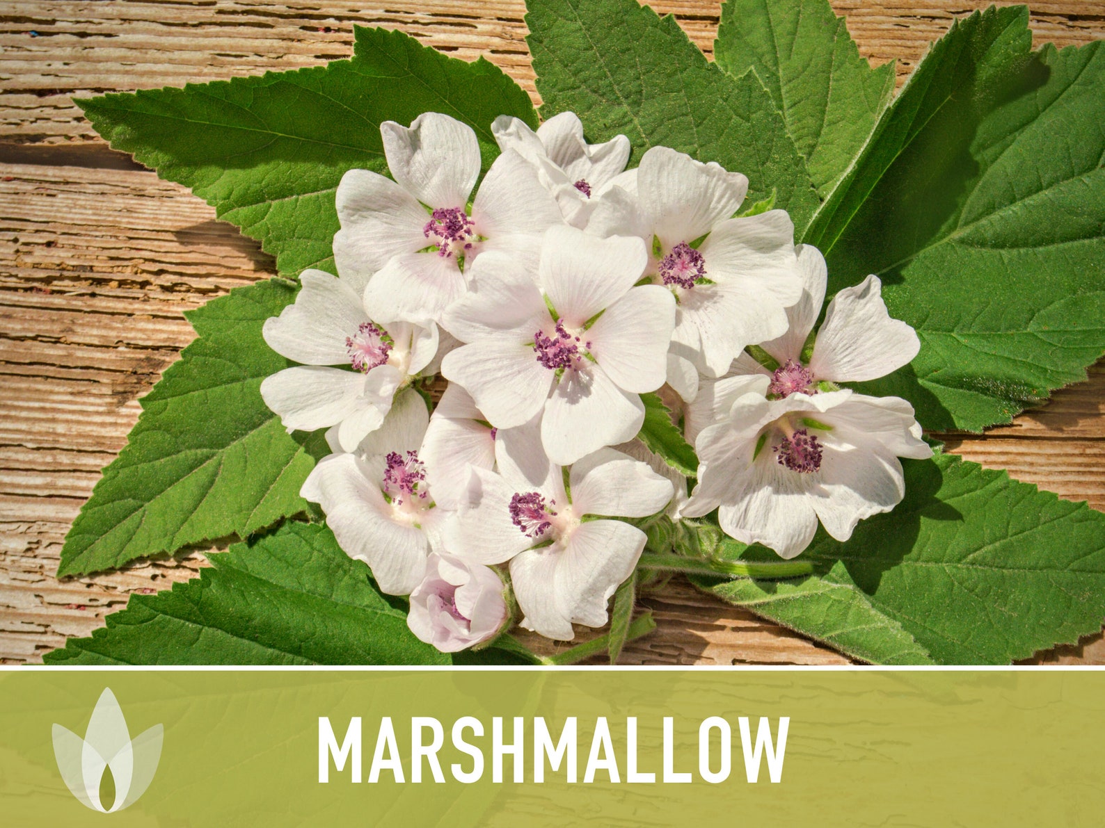 Marshmallow Medicinal Herb Heirloom Seeds Ancient Medicinal Etsy