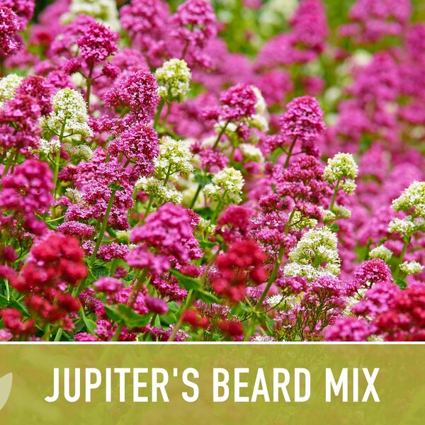 Jupiter's Beard Flower Seeds - Heirloom Seeds, Red & White Blooms, Red Valerian, Cut Flowers, Pollinator Friendly, Open Pollinated, Non-GMO