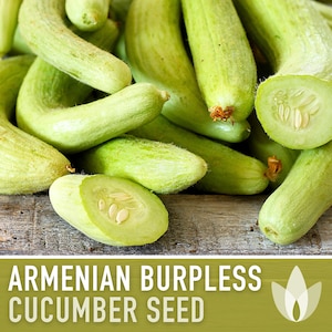 Armenian Pale Green Burpless Cucumber Seeds - Heirloom, Organic, Non-GMO, Serpent Cucumber, Slicing Cucumber