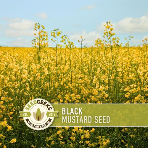 Heirloom Black Mustard Seeds  Brassica Nigra, Culinary Herb (250 Seeds) -  Etsy