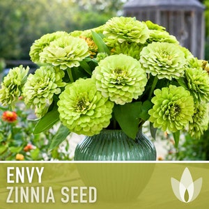 Zinnia, Envy Lime Green Heirloom Seeds, Chartreuse Flower Seeds