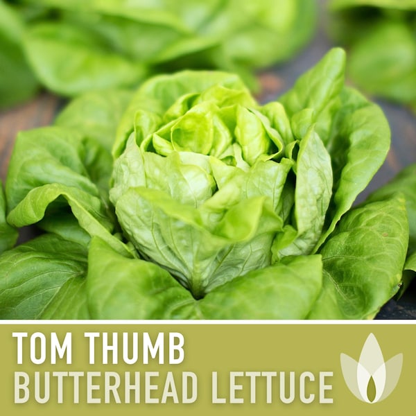 Tom Thumb Butterhead Lettuce Seeds - Heirloom Seeds, Dwarf Butterhead Lettuce, Container Garden, Single Size, Open Pollinated, Non GMO