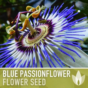 Blue Passionflower Flower Seeds - Heirloom Seeds, Bluecrown, Passionfruit, Vining Fragrant Flower, Medicinal Plant, Cold Hardy, Non-GMO