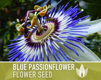 Blue Passionflower Flower Seeds - Heirloom Seeds, Bluecrown, Passionfruit, Vining Fragrant Flower, Medicinal Plant, Cold Hardy, Non-GMO