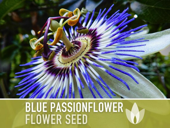 Blue Passionflower Seeds – Fragrant Vine, Medicinal Plant, Non-GMO
