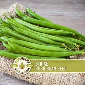 May include: A pile of fresh, vibrant green Strike Bush Bean seeds rests on a burlap sack. The image features the Seed Geeks logo and text that reads "Strike Bush Bean Seed". The background is a light brown wooden surface.