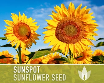 Sunspot Sunflower Seeds - Heirloom Seeds, Dwarf Sunflower, Childrens Garden, Bouquet Flowers, Helianthus Annuus, Container Garden, Non-GMO