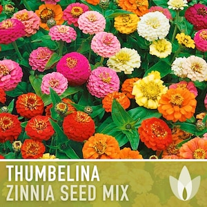 Zinnia, Thumbelina Mix Flower Seeds - Heirloom Seed Mix, Dwarf Flowers, Mixed Zinnia, Pollinator Garden, Butterfly Garden, Bee Friendly