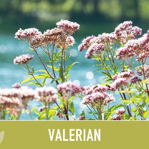 Valerian Herb Seeds | 50+ Seeds, Heirloom Medicinal Plant, Attracts Pollinators & Cats, Valeriana officinalis image 5