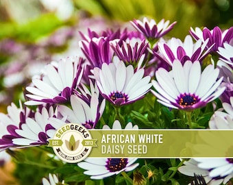 African White Daisy Seeds | 30+ Seeds, Heirloom Cape Marguerite, Container Garden | Osteospermum ecklonis