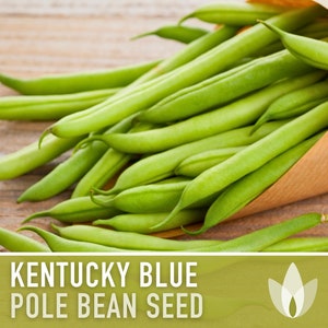 Kentucky Blue Pole Bean Seeds - Heirloom, Non-GMO