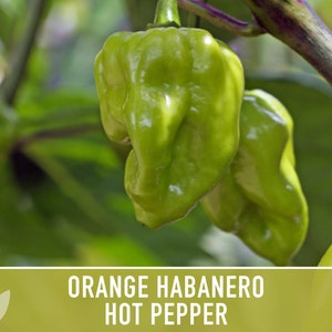 Habanero Orange Pepper Heirloom Seeds image 7