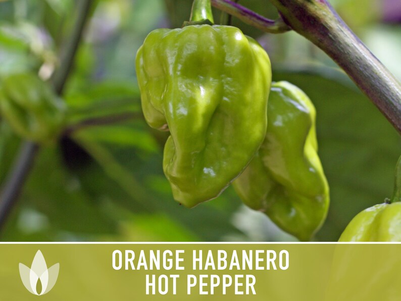 Habanero Orange Pepper Heirloom Seeds image 7