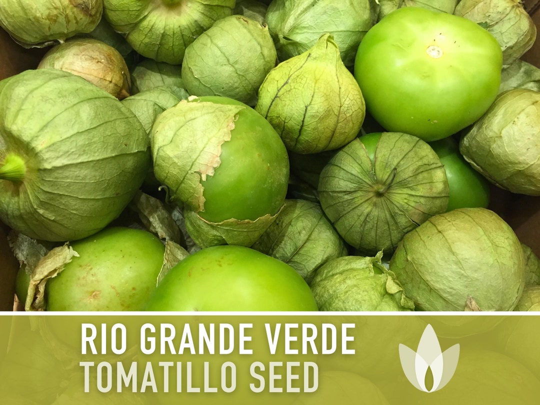 Tomatillo, Rio Grande Verde Seeds Heirloom Seeds, Ground Cherry Seeds