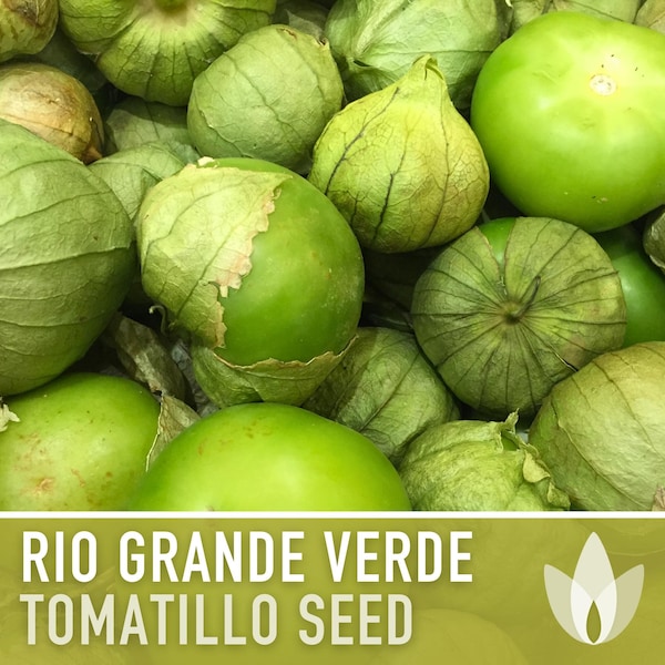 Tomatillo, Rio Grande Verde Seeds - Heirloom Seeds, Ground Cherry Seeds, Husk Tomato Seeds, Salsa Verde, Organic Seeds, Non-GMO