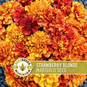 Pode incluir: Um grupo de flores de cal&ecirc;ndula em tons vibrantes de laranja, amarelo e vermelho profundo. Na parte inferior, h&aacute; um r&oacute;tulo retangular com o texto "SEED GEEKS EST. 2013 HEIRLOOM SEED CO." e "STRAWBERRY BLONDE MARIGOLD SEED" em letras brancas.