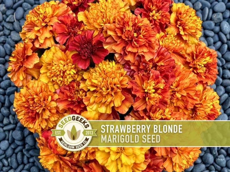 Pode incluir: Um grupo de flores de cal&ecirc;ndula em tons vibrantes de laranja, amarelo e vermelho profundo. Na parte inferior, h&aacute; um r&oacute;tulo retangular com o texto "SEED GEEKS EST. 2013 HEIRLOOM SEED CO." e "STRAWBERRY BLONDE MARIGOLD SEED" em letras brancas.