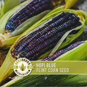 May include: Close-up of several ears of Hopi Blue flint corn. The kernels are a deep purple colour, with some showing hints of blue. The corn is partially husked, revealing the kernels and the green leaves. The image includes the text "Hopi Blue Flint Corn Seed".