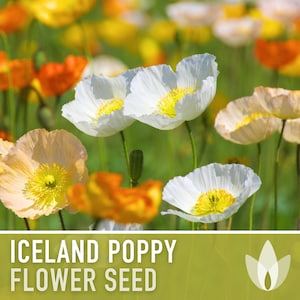 Iceland Poppy Heirloom Seeds - Flower Seeds, Cool Weather Seeds, Flowers, Flower Mix, Pastel Flowers