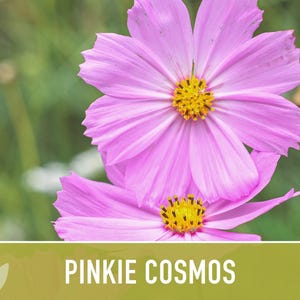 Semillas de flor Pinkie Cosmos, reliquia, aptas para polinizadores imagen 6