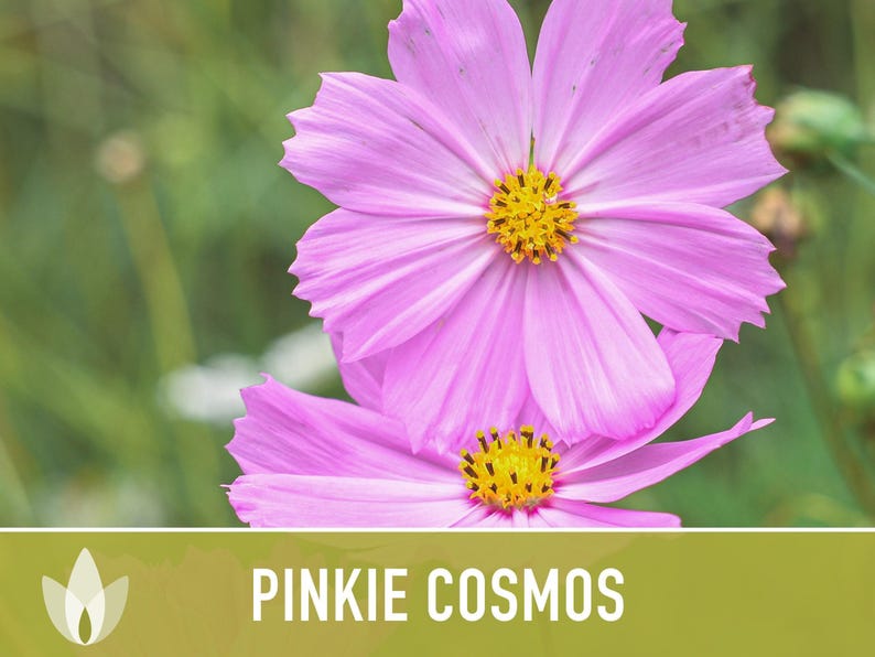 Semillas de flor Pinkie Cosmos, reliquia, aptas para polinizadores imagen 6