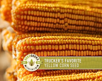 Trucker's Favorite Yellow Dent Corn Heirloom Seeds - 25 Seeds, Open Pollinated, Non-GMO