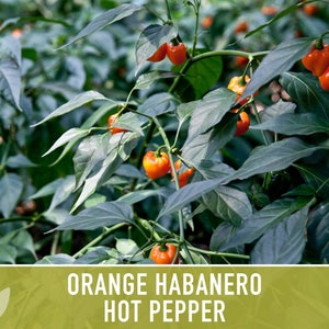 Habanero Orange Pepper Heirloom Seeds image 5