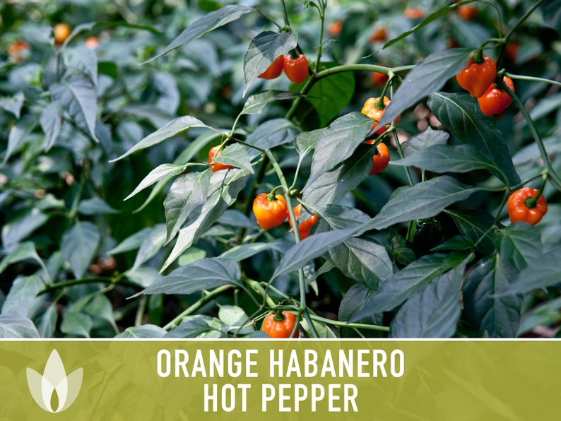 Habanero Orange Pepper Heirloom Seeds image 5