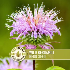 May include: Close-up of a wild bergamot flower with vibrant purple petals and a green base. The image includes the text "Wild Bergamot Herb Seed" and the SeedGeeks logo, set against a blurred green background.