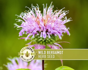 May include: A detailed shot of a wild bergamot flower, showcasing its purple petals and green base. The image features the text "Wild Bergamot Herb Seed" and the SeedGeeks logo, with a soft green backdrop.