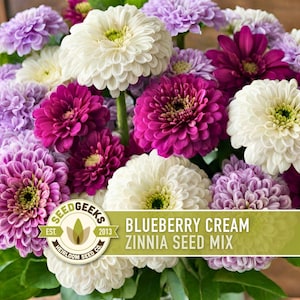 Blueberry Cream Zinnia Seeds | 100+ Seeds, Heirloom Flower Mix, Butterfly Garden, Bouquets