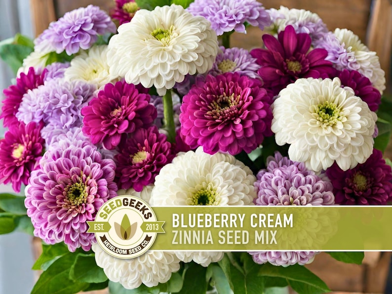 Blueberry Cream Zinnia Seeds | 100+ Seeds, Heirloom Flower Mix, Butterfly Garden, Bouquets imagem 1