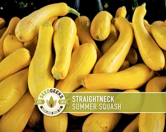 Yellow Squash, Straightneck Early Prolific Zucchini Heirloom Seeds