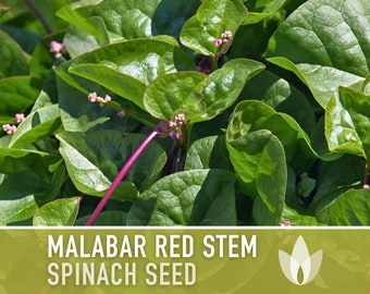 Malabar Red Stem Spinach Heirloom Seeds