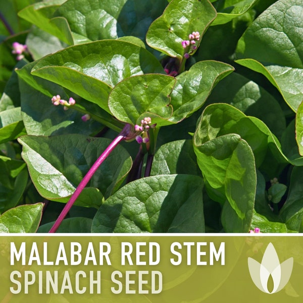 Malabar Red Stem Spinach Heirloom Seeds