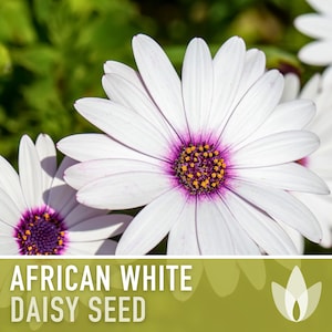 African White Daisy Seeds - 30 Heirloom Flower Seeds, White Cape Daisy, Cut Flowers, Craft Flowers, Cottage Garden, Deer Resistant, Non-GMO