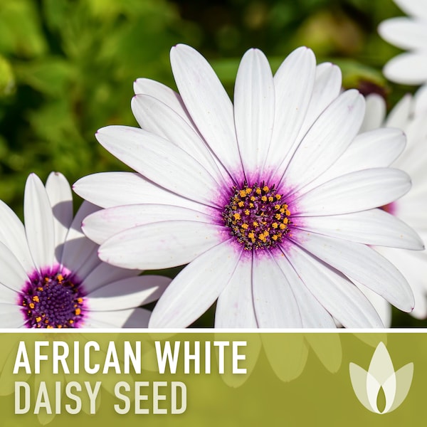 African White Daisy Heirloom Flower Seeds - White Cape Daisy, Cut Flowers, Container Garden, Craft Flowers, Cottage Garden, Deer Resistant