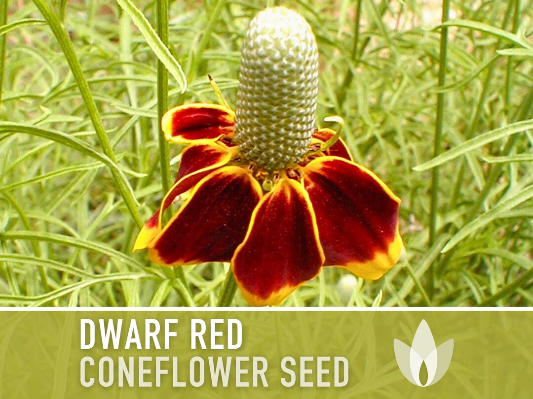 Dwarf Red Coneflower Heirloom Seeds, Flower Seeds, Medicinal Seeds