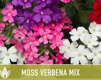 Moss Verbena Flower Seeds - Heirloom Seeds, Wildflower Seeds, Flower Seeds, Pollinator Garden, Open Pollinated, Non-GMO