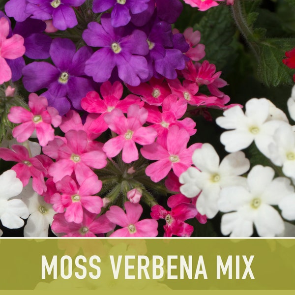 Moss Verbena Flower Seeds - Heirloom Seeds, Wildflower Seeds, Flower Seeds, Pollinator Garden, Open Pollinated, Non-GMO