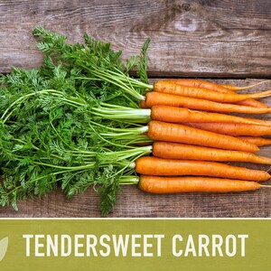 Tendersweet Carrot Heirloom Seeds Seed Packets, Orange Carrot Seeds, Juicing Carrot, Rainbow Carrot, Easy to Grow, Open Pollinated,Non-GMO image 7