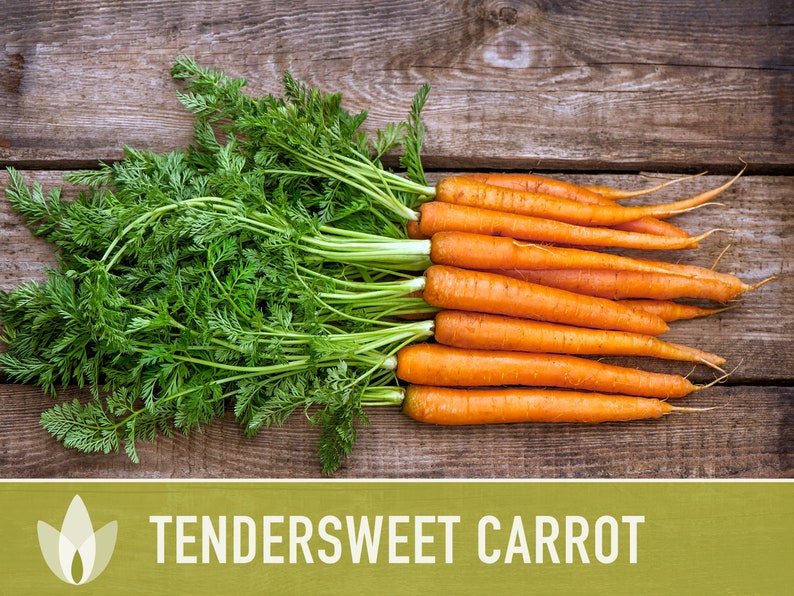 Tendersweet Carrot Heirloom Seeds Seed Packets, Orange Carrot Seeds, Juicing Carrot, Rainbow Carrot, Easy to Grow, Open Pollinated,Non-GMO image 7