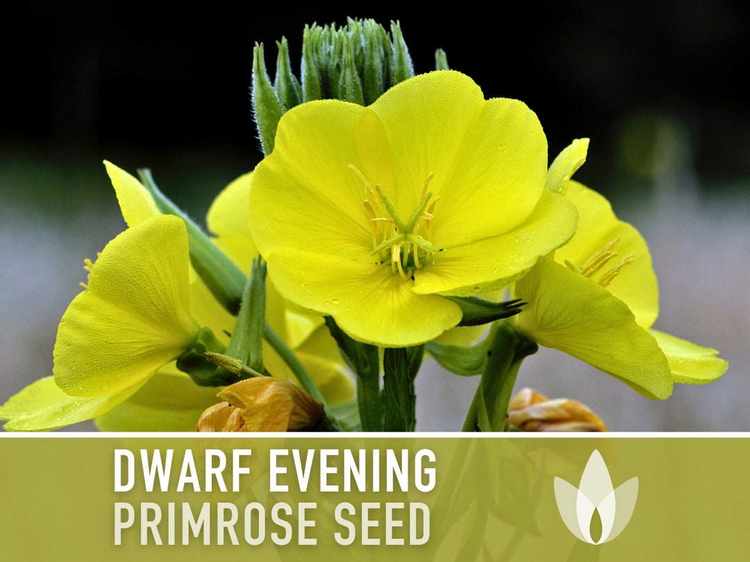 Dwarf Evening Primrose Seeds Heirloom Flower, Missouri Evening Primrose