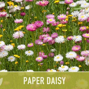 Paper Daisy Flower Seeds - Heirloom Everlasting Flowers image 9