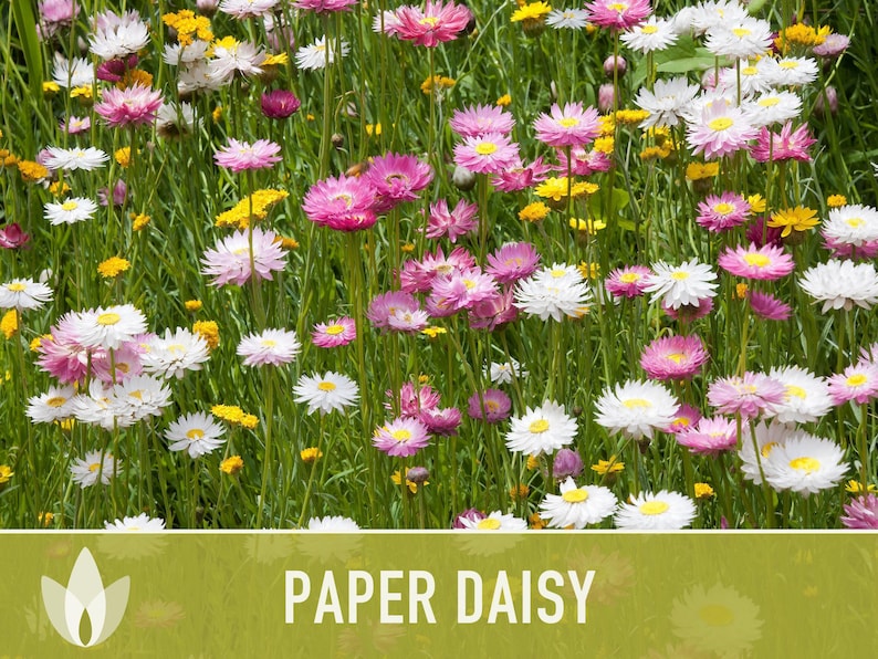 Paper Daisy Flower Seeds - Heirloom Everlasting Flowers image 9