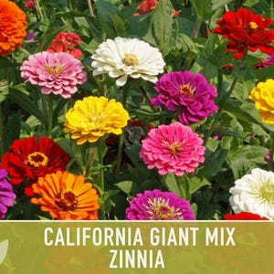 California Giant Zinnia Seed Mix | 100+ Seeds, Heirloom Flowers, Butterfly Garden, Zinnia elegans image 6